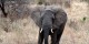 Tanzanie - 2010-09 - 349 - Tarangire - Elephant